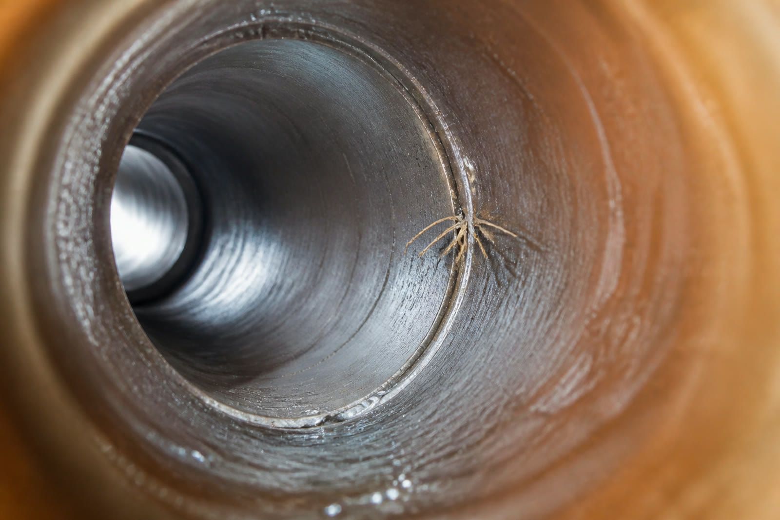 Fine root tips remaining at a clean, brightly lit pipe seam
