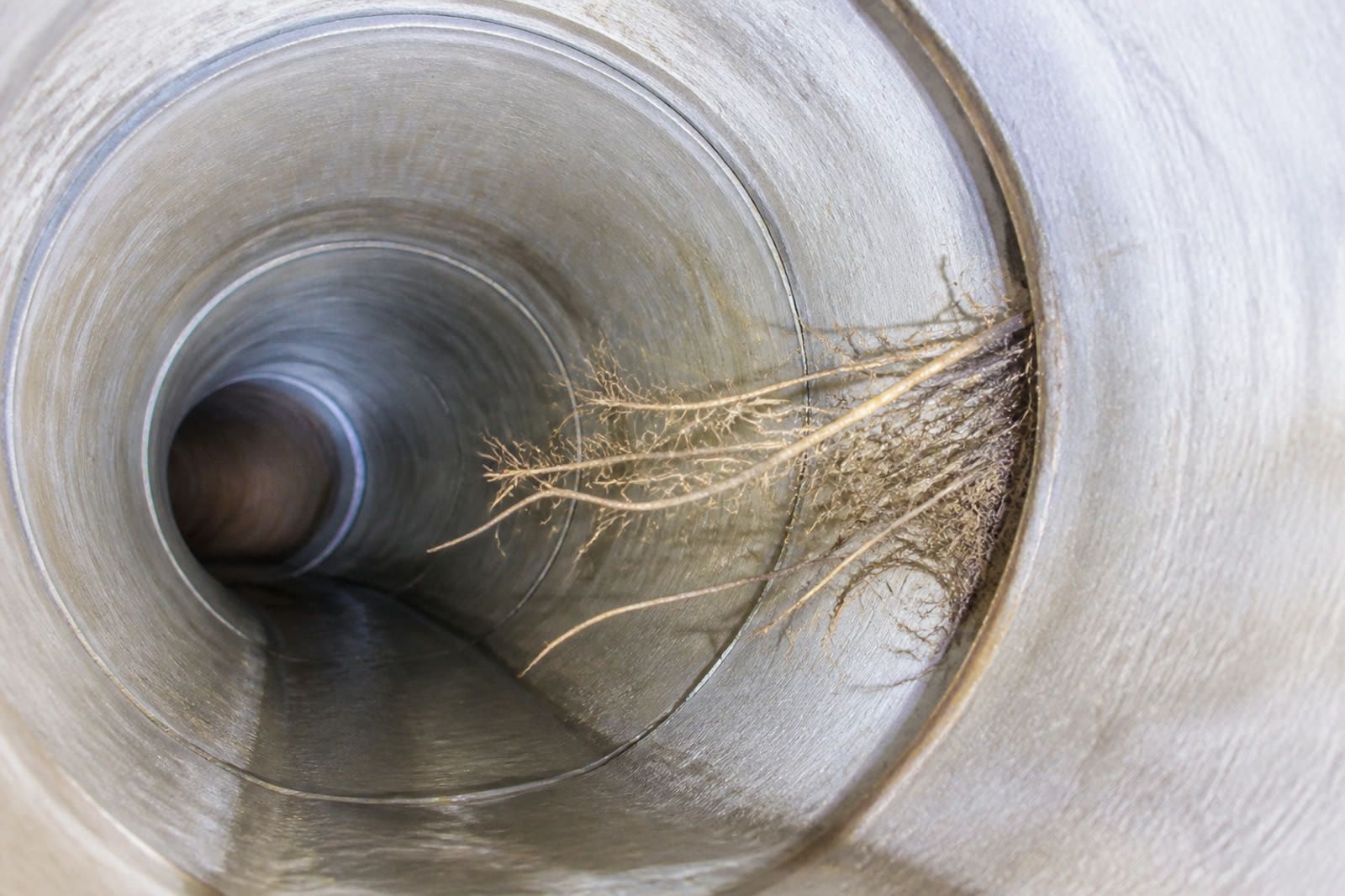 Fine roots entering a clean, brightly ring-lit pipe joint